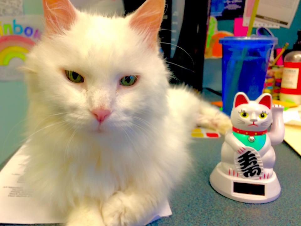 Mishicot Veterinary Clinic - Photo of Cat
