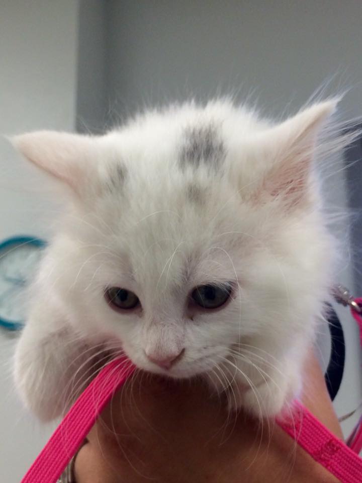 Mishicot Veterinary Clinic - Photo of Kitten