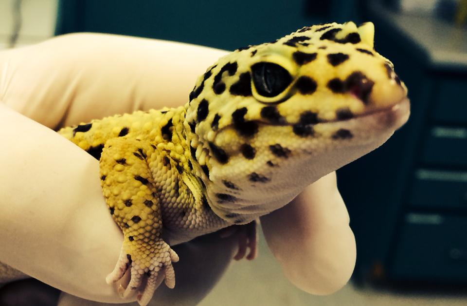 Mishicot Veterinary Clinic - Lizard Image