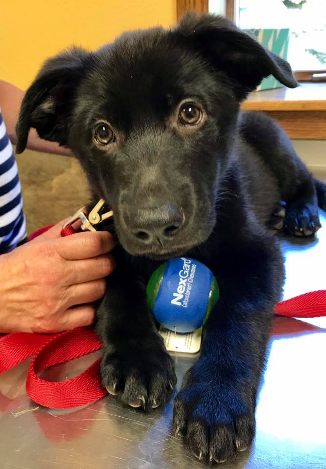 Mishicot Veterinary Clinic - Photo of Black Puppy