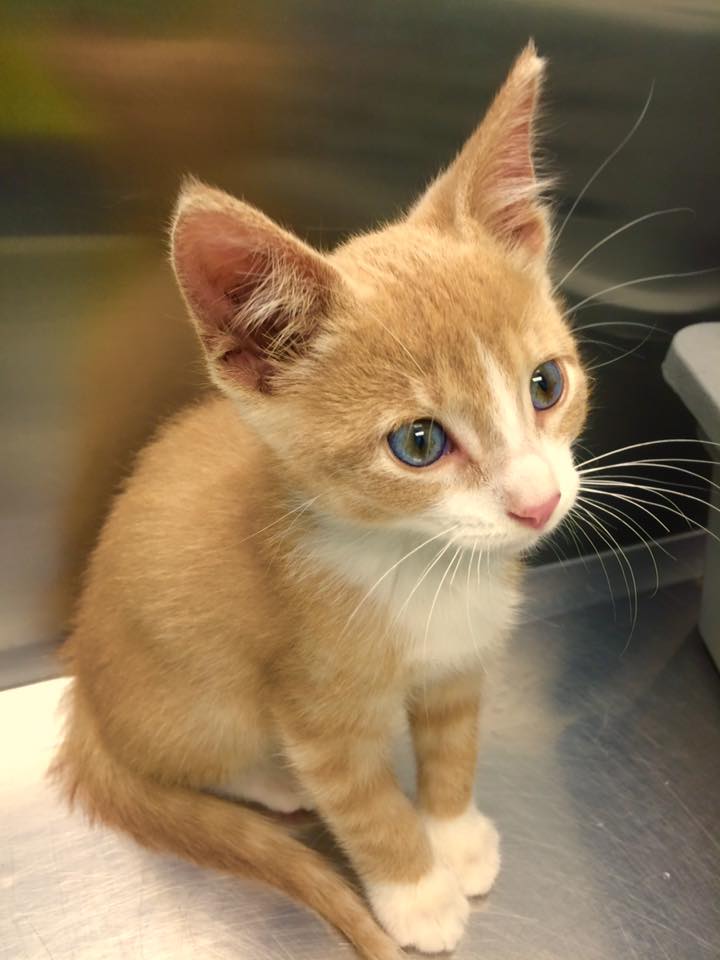 Mishicot Veterinary Clinic - Photo of Orange Cat