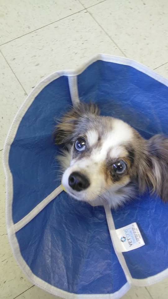 Mishicot Veterinary Clinic - Puppy in E-Collar