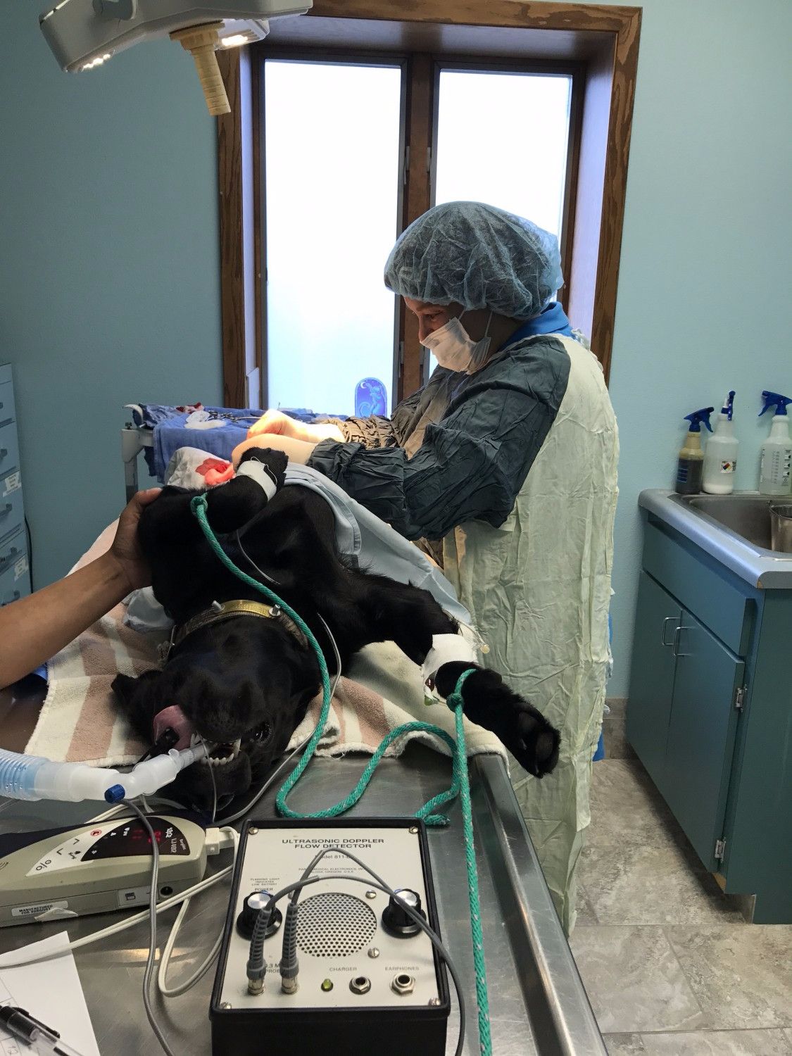 Mishicot Veterinary Clinic - Photo of Procedure